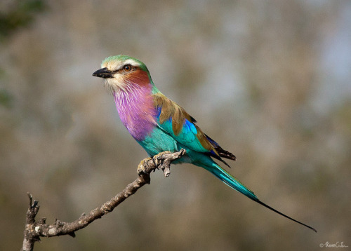 animals-animals-animals: Lilac-breasted Roller (by Steven Tan (maethlin))