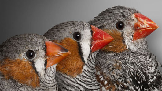 How telomeres can predict lifespan
Telomeres are caps at the end of chromosomes, and the length of these caps may provide a hint at how long someone will live. Using 99 zebra finches, a small bird also popular as a pet, a team of researchers in the...
