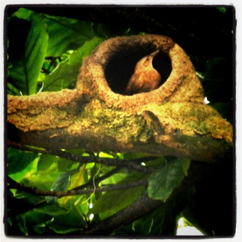 mundomaior:  João de Barro #bird #nature #green #picoftheday #instagramer #nest #morning #bea