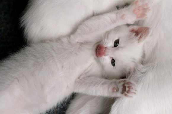 KITTIES.