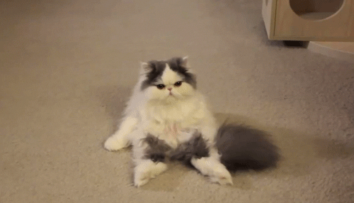  this cat looks so pissed off  lol