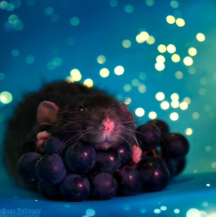 deesarrachi:  Oh man, that rat with the grapes just looks so smug.  ALL DEES GRAPES