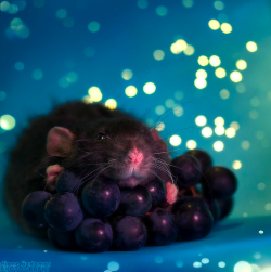 deesarrachi:  Oh man, that rat with the grapes