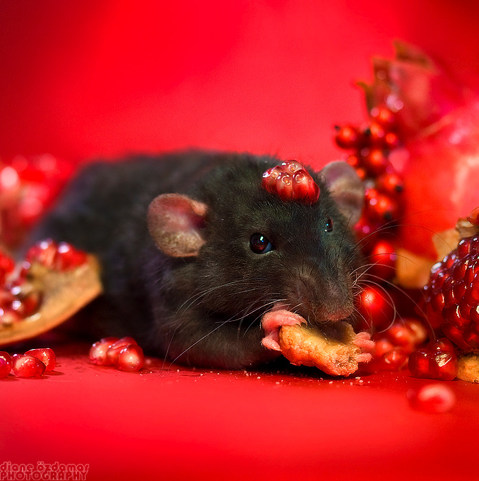 deesarrachi:  Oh man, that rat with the grapes just looks so smug.  ALL DEES GRAPES