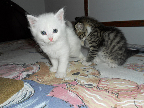 “Please, stop taking pictures of my friend. He’s shy, you’re hurting him.”
Photo by ©SIDDI ILYAS