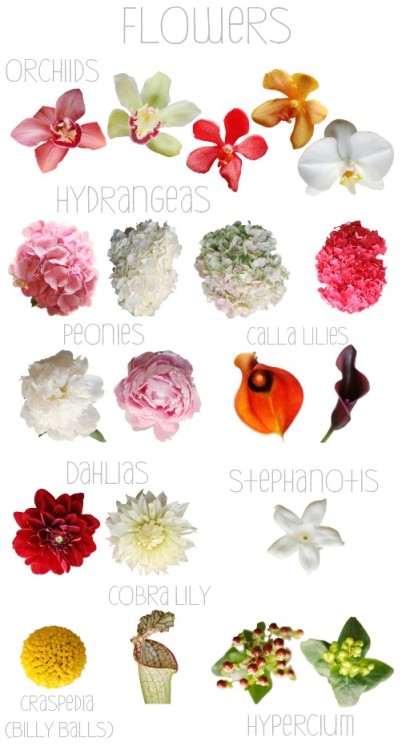 For those of you who want to familiarize yourself with names of flowers that you might be hearing throughout your wedding planning process. These are only some of the many you will be hearing.