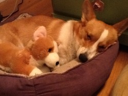 corgiaddict:  My Corgi Olivia snuggling with her plush doppleganger.