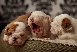 English Bulldog Love