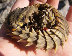 Armadillo Lizard é um lagarto. E primo dos dragões. Lindo, não?!