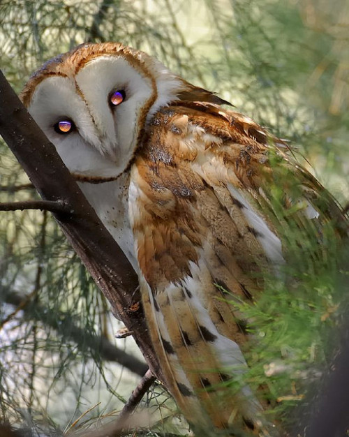  owls FTW even with weird eyes. that is all