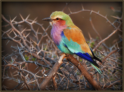 fairy-wren: lilac-breasted roller photo by pat lechner