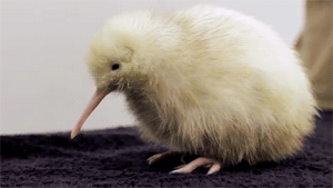 fat-birds:  Manukura- the little white kiwi. porn pictures