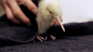 fat-birds:  Manukura- the little white kiwi. adult photos