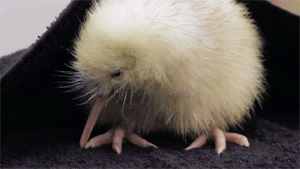 Porn fat-birds:  Manukura- the little white kiwi. photos