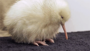 Porn photo fat-birds:  Manukura- the little white kiwi.