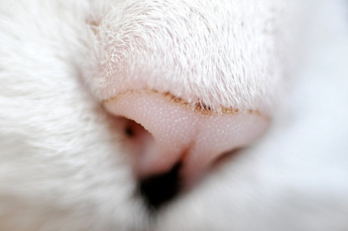 BONUS CAT - Yang noze! by Lalogo.fr on Flickr.