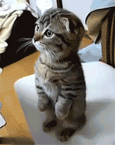 sadcrystaleyes:  my cats so this and I don’t get it  cuuutie.