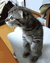 sadcrystaleyes:  my cats so this and I don’t get it  cuuutie.