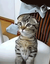 sadcrystaleyes:  my cats so this and I don’t get it  cuuutie.