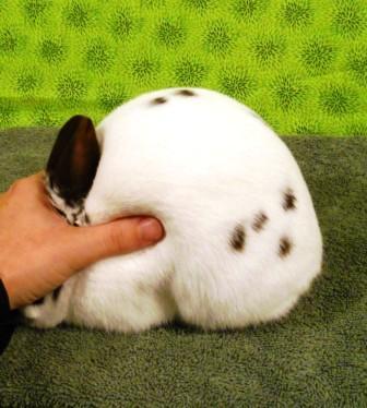 eggcube:  test ur bunny’s roundness  yep it’s a good bun  