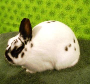 eggcube:  test ur bunny’s roundness  yep it’s a good bun  