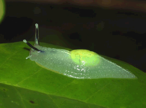 hikarihimawari:Semi-slug (Gaeotis flavolineata)