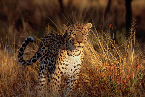 Intense Focus, Leopard by nature.54855 on Flickr.