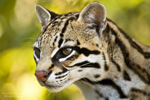 Ocelot 2 at the Naples Zoo by D200-Paul on Flickr.