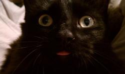 Fuckyeahfelines:  Jasmine Is A Goofy Goooober :) 