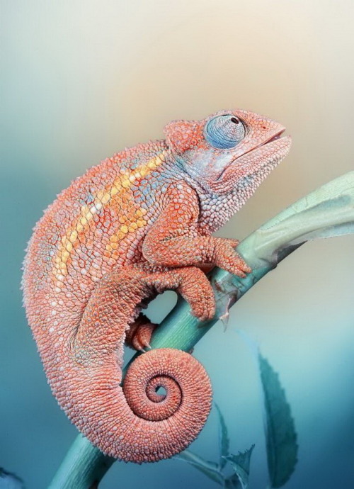 llbwwb:
“ Pink Chameleon by HALEX
”