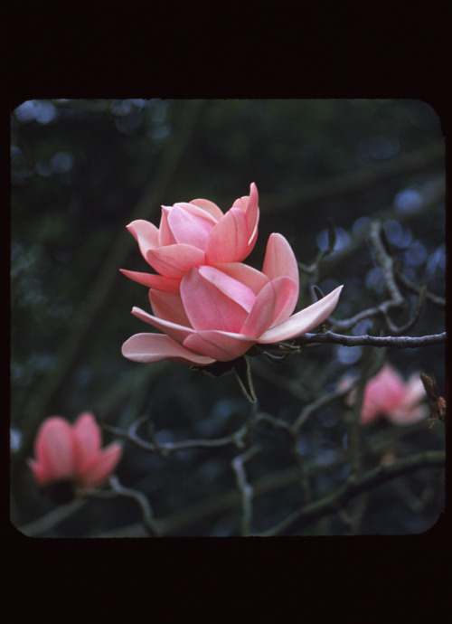 fernsandmoss: Charles Cushman, Blossoms of Campbell Magnolia, 1960