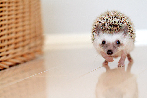 lickmynick:  D’aww. 