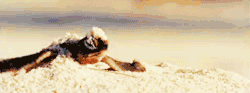 kristyyylynn:  when i see turtles walk, i always imagine the