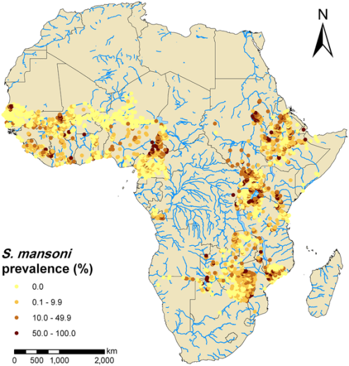 Observed prevalence of Schistosoma mansoni in Africa based on the current progress of the newly developed, open-access global database for mapping, control, and surveillance of neglected tropical diseases.
The data included 4604 georeferenced survey...