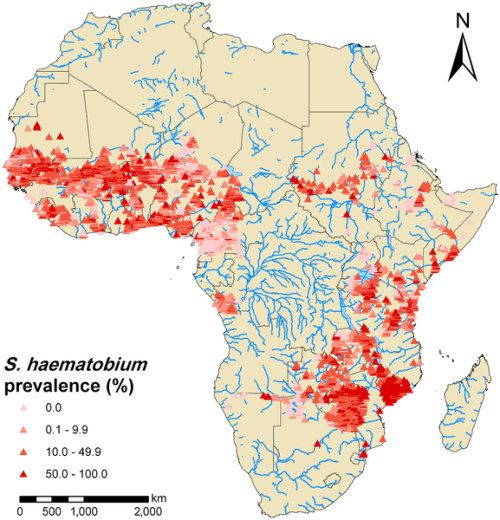 Observed prevalence of Schistosoma haematobium in Africa based on the current progress of the newly developed, open-access global database for mapping, control, and surveillance of neglected tropical diseases.
The data included 5807 georeferenced...