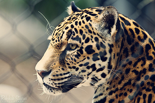 cloux:  (by Rebekah Stearns Photography)