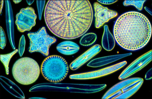 biocanvas:A 400-times magnified view of diatoms.Image by Robert Berdan.