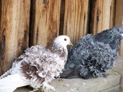 budgiebin:  high-blogging:  whichjosephine:  The frillback pigeon.  has science gone too far  Reminds me of Feather Duster syndrome, but, you know, much less fatal. 