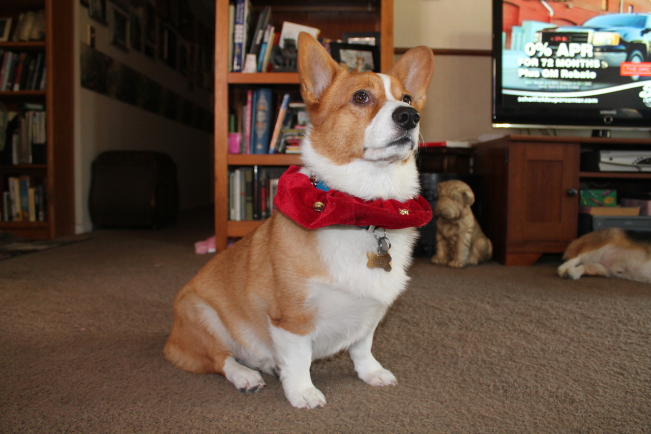 corgiaddict:  Brutus Butkus looking like a Duke.
