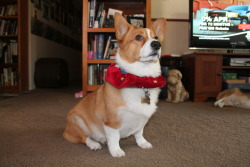 corgiaddict:  Brutus Butkus looking like