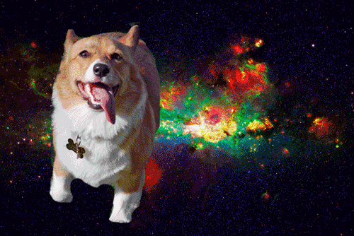 fuck yeah dogs in space!