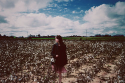 blissbphoto:  Georgia cotton field 