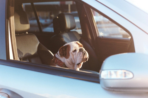 XXX English Bulldog Love photo