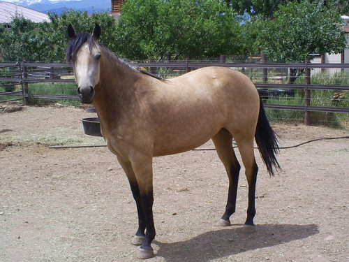 buckskin