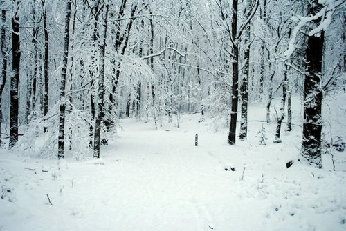 pupukachoo:  arythusa:  Mallory: So I herd you needed snow shots for your film  I also just nee snow shots in my life.