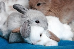 llbwwb:  Bunny Cuddle Puddle by Patchen 