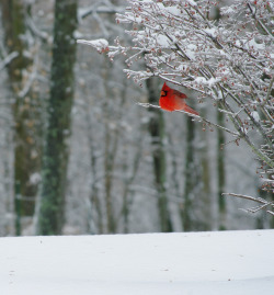 americasgreatoutdoors:  A Cardinal rests in a tree in Muscatatuck National Wildlife Refuge in South Central Indiana. Wildlife abounds at Muscatatuck, and some animals, like white-tailed deer, raccoon, and turkey, can be seen throughout the year. Over