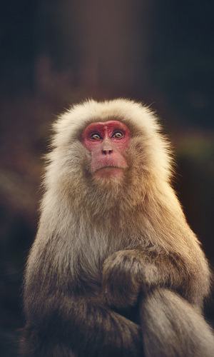 The Snow Monkey (by Stuck in Customs)