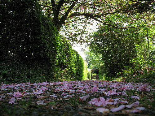 dreamguide:   “Pembrokeshire, Wales by joysaphine, on Flickr” 