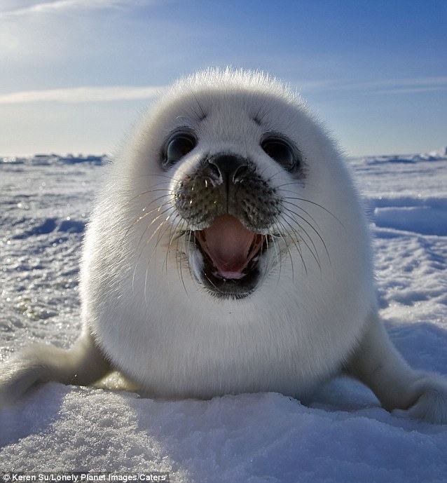 kqedscience:  Meet the incredible smiling seal!  How an intrepid photographer crawled